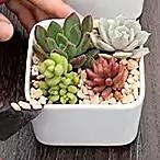 多肉如何种植-新手篇