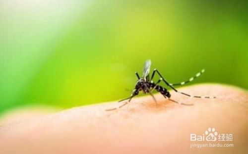 生活中怎么预防和治疗蚊虫叮咬