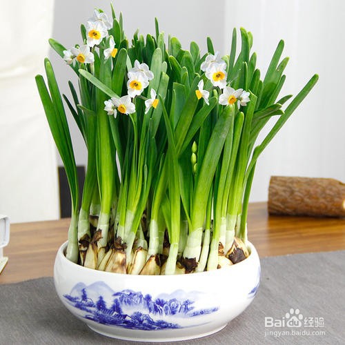 水仙花能晒太阳吗?怎么养好水仙花?