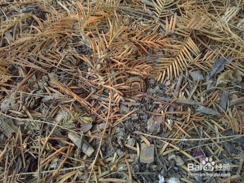 怎么收集鸡冠花籽