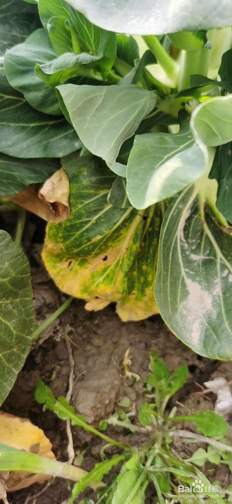 种的菜叶子发黄什么原因
