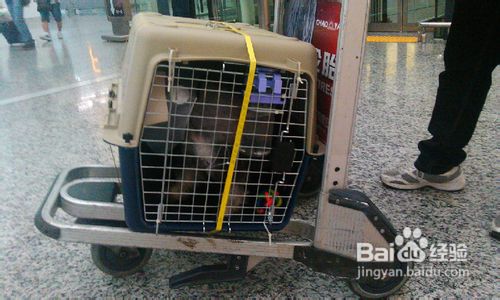 上海宠物托运宠物空运的流程