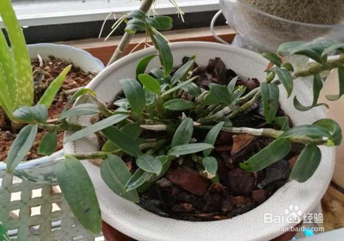 家中如何扦插石斛条