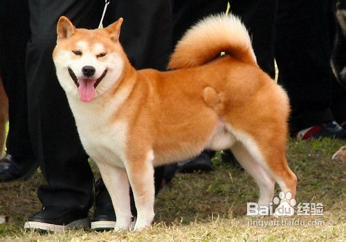 如何区分秋田犬和柴犬