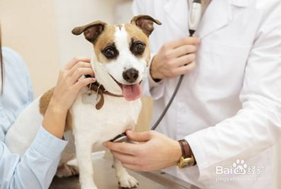 孕妇怀孕后还能继续养宠物吗？