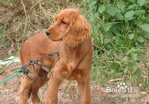 可卡犬的排便训练