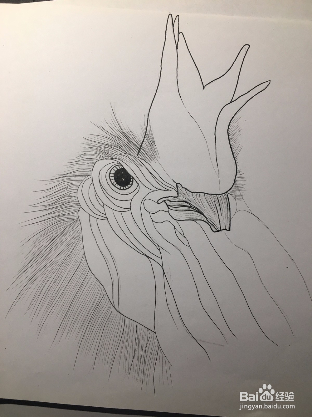 画公鸡头 鸡冠头简笔画 鸡头线描画