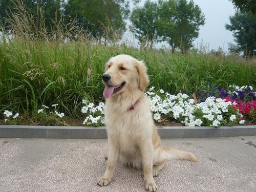 饲养金毛应该注意什么