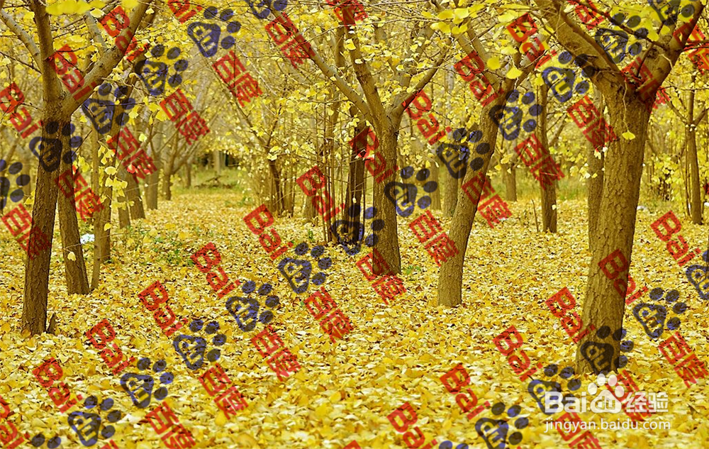 美图秀秀如何给图片添加水印