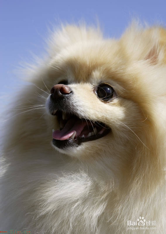 怎么训练狗狗---听我的指挥