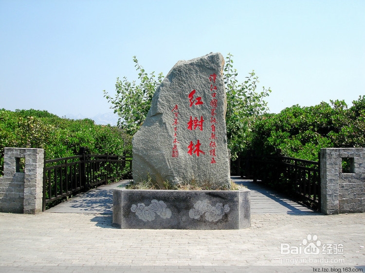 你不可错过的海上树林