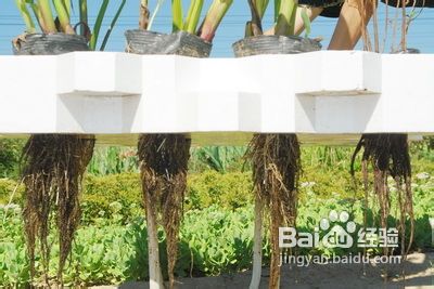 人工浮岛与生态浮岛和生物浮岛的区别用途