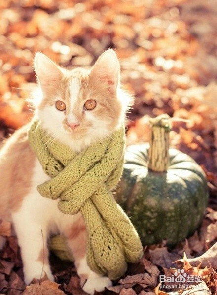 萌喵演绎9款围巾不同搭配,我的心已经被萌化了