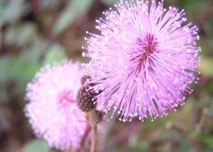 卧室内绝不能摆放的11种花