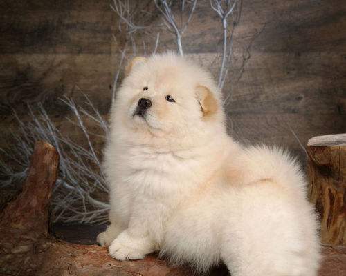 夏季,松狮犬可以吃哪些"冷饮"