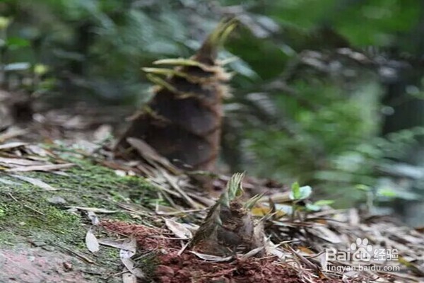 仙境蜀南竹海攻略