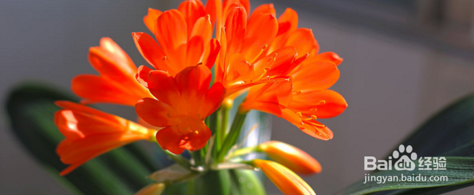 君子兰的养殖方法注意事项有哪些,这你知道吗?