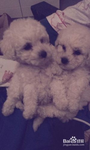 应该要从小抓起给比熊犬刷牙