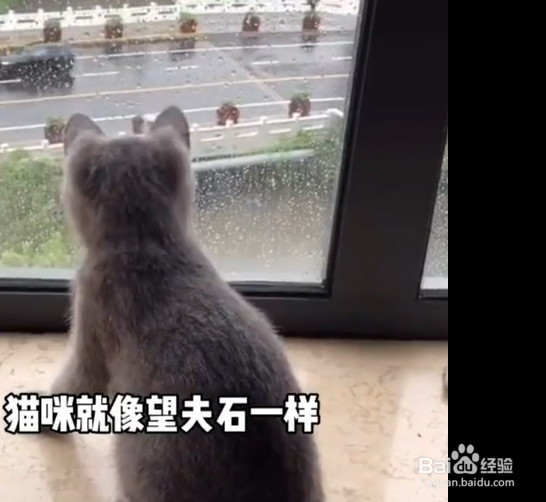 猫咪,为什么总爱看着窗外