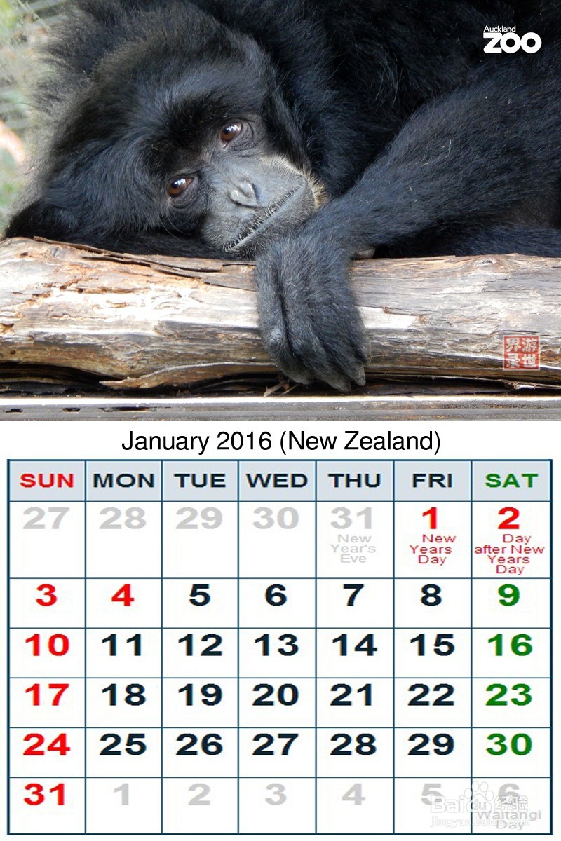 2016年 新西兰动物年历 原创