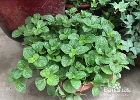 这些植物新手也可以养,轻松爆盆,不信你试试