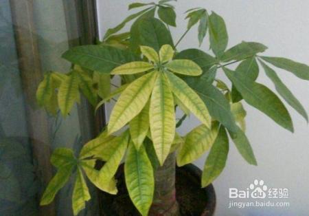 就这么做,让你家发财树叶绿枝粗,从此告别烂根!