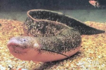 肺鱼这种不吃不喝冬眠四年的功夫，人类为什么不学一学？