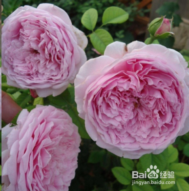 蓝妖：不可错过的经典灌木月季品种介绍