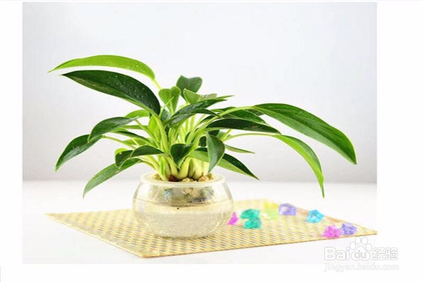 金钻的养殖方法和注意事项有什么？