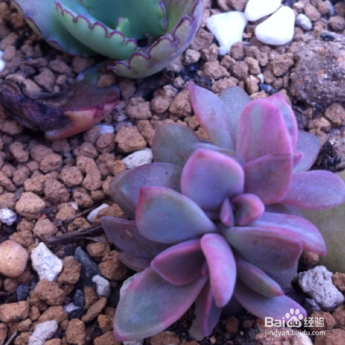 多肉植物初恋怎么养殖 百度经验