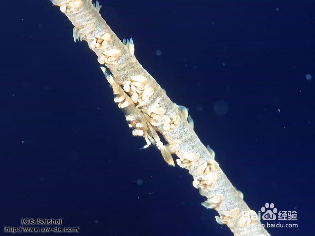 y=ln(5x²+2x+2)的导数计算