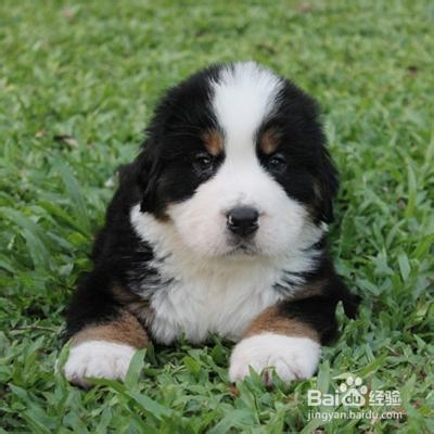 伯恩山犬的夏季养护