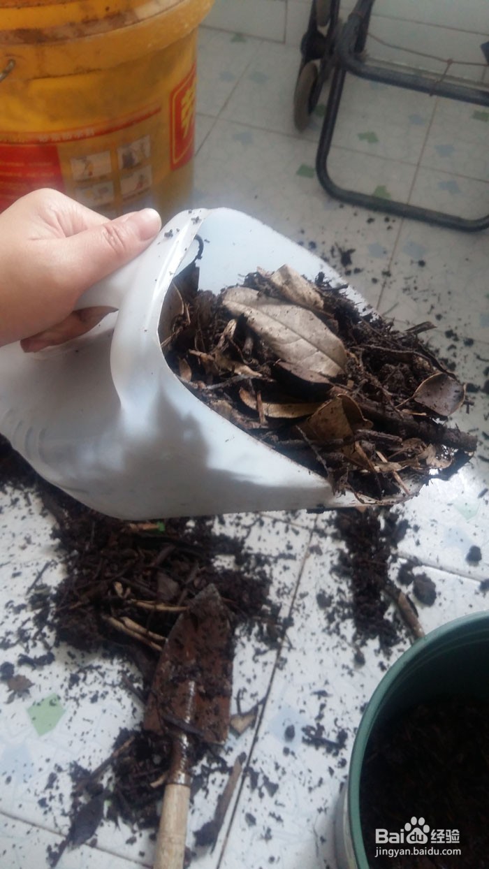 花草翻盆换土方法，怎么养好花草开花多