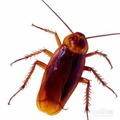 如何清除蟑螂