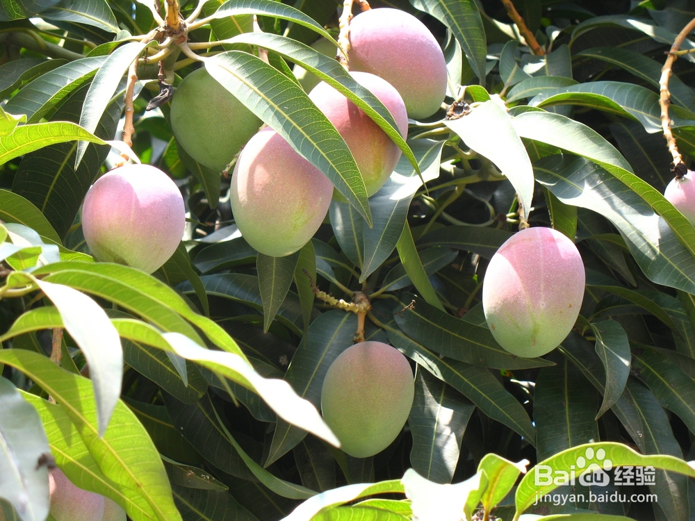 吃芒果会胖吗 芒果究竟是增肥还是减肥