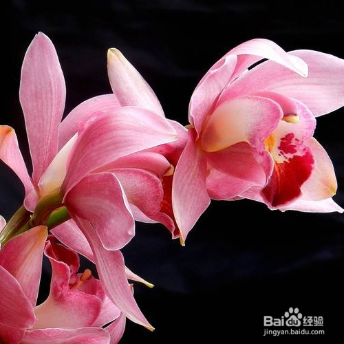 怎样解决大花蕙兰叶子发黄的问题?