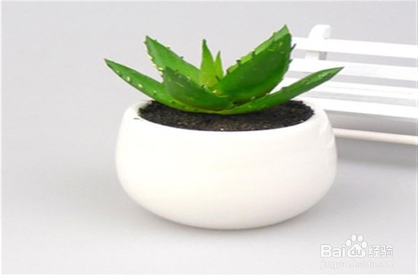 芦荟的养殖方法和注意事项是什么？