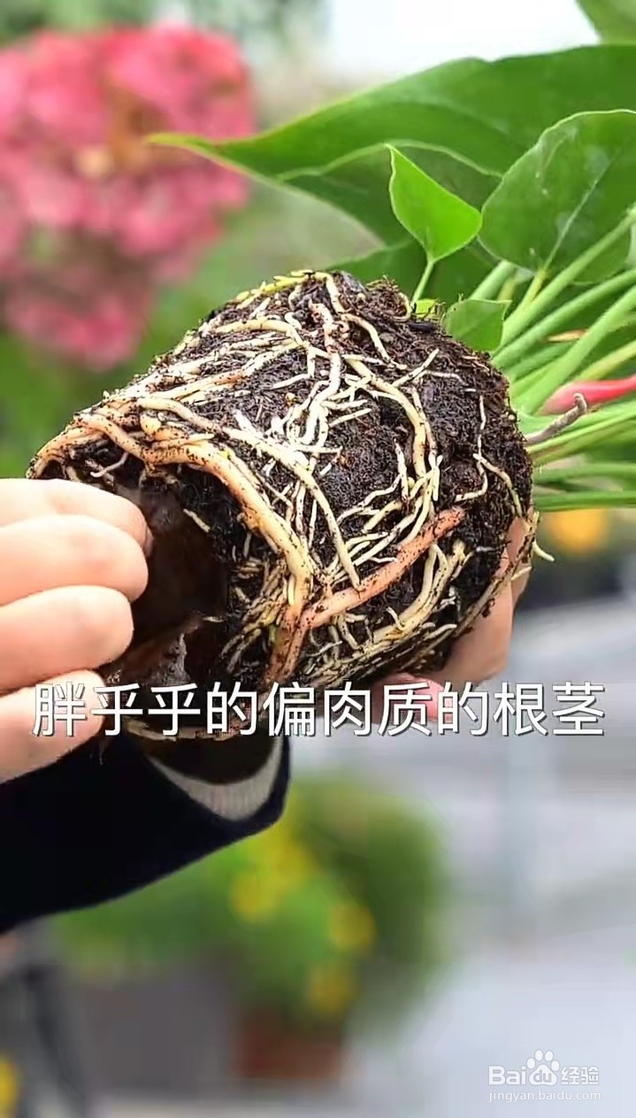 什么植物365天都在开花