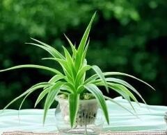 南方室内植物的培养方法？