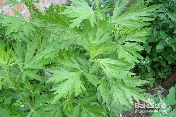 居家消灭蟑螂有妙招