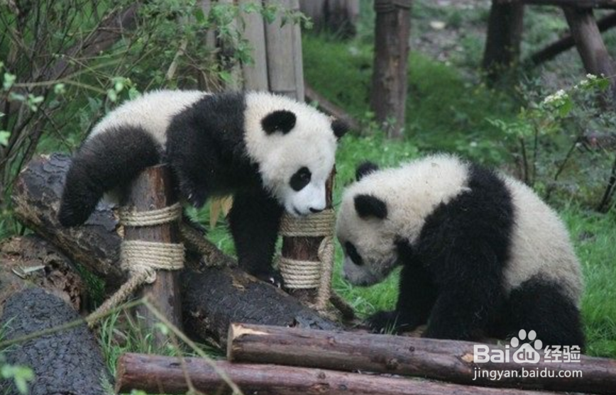 成都夏天旅游攻略