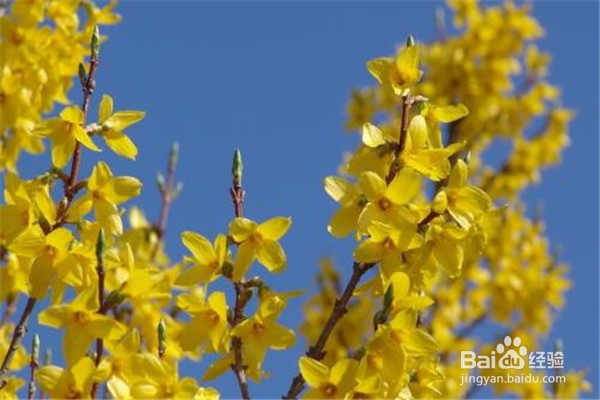 迎春花的养殖小贴士