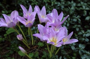 如何培养好秋水仙?