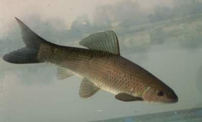 保持血管年轻的食物