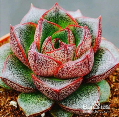 大和锦的养殖方法和注意事项