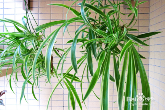 养哪些植物可以驱蚊虫