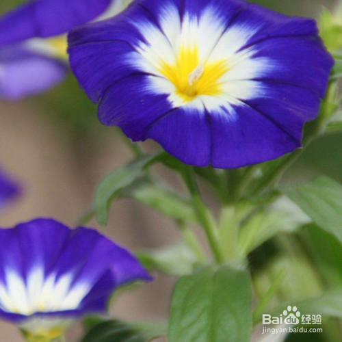 三色旋花种植方法有哪些？