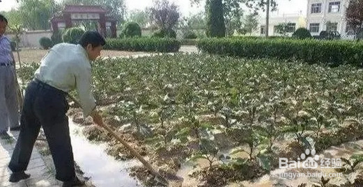 冬季施肥应该注意什么