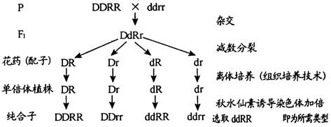高三如何复习生物育种问题