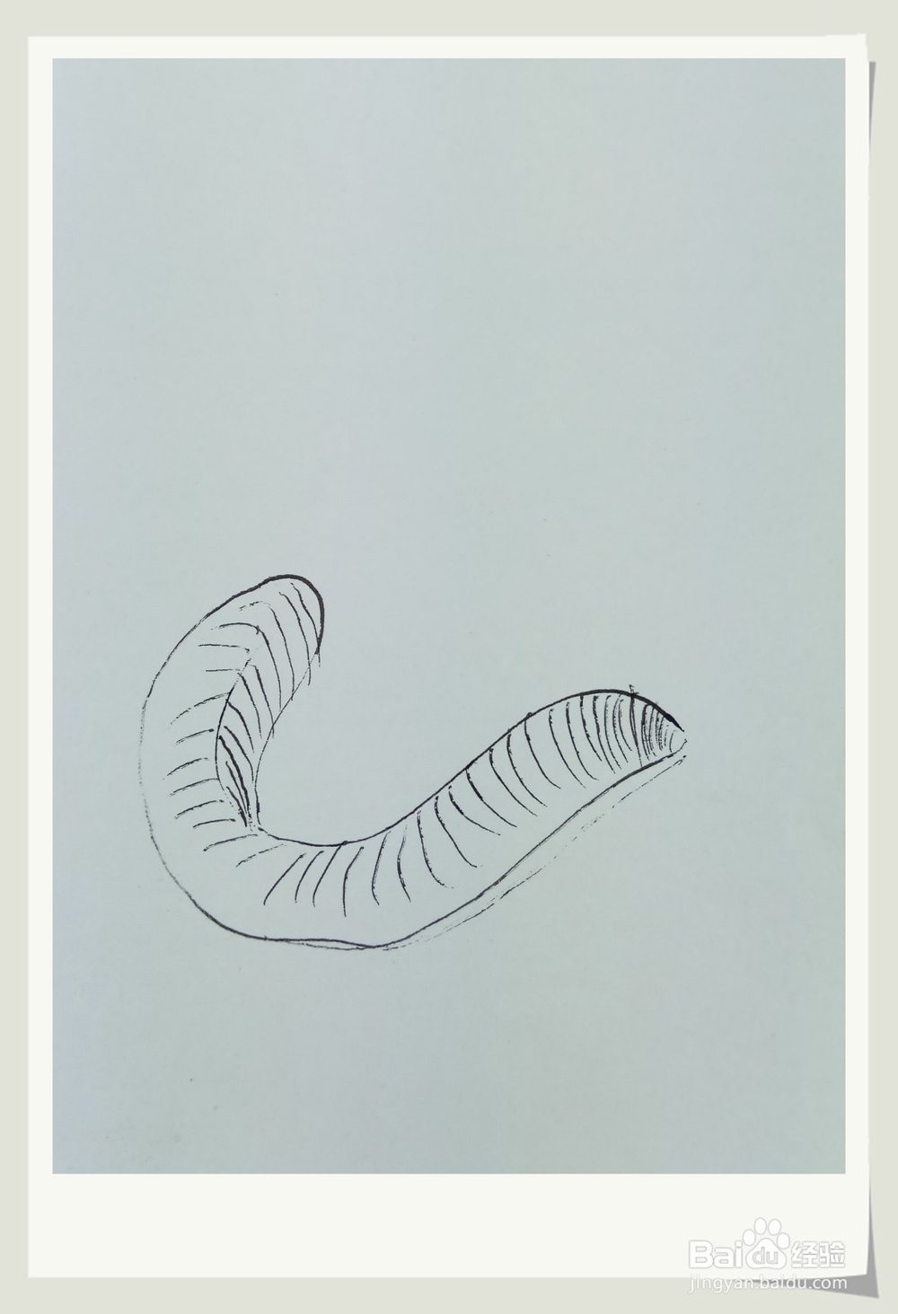 怎样画简笔画“水蛭”?